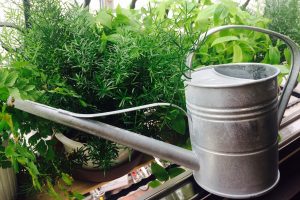 ステキナジョウロ