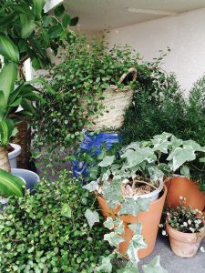 新芽が出てきたので🌱