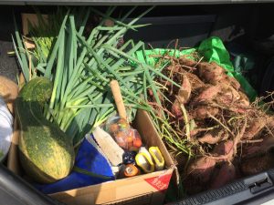 25年ぶりの芋掘り