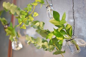 ハンギングプランツをDIY