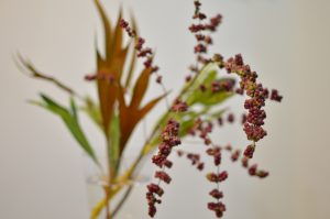 まだまだ増やします～