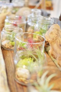 pejiteに置いてあるテラリウム今日から50％OFF❢