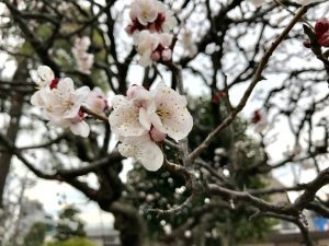 BOBの表面にレイヤー入れると春っぽい～