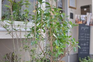 🌸ＡＰＲＩＬ🌸