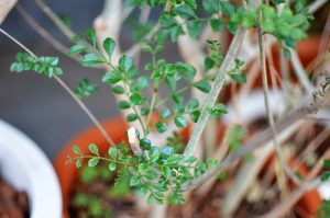 シャンプーのメインの成分【界面活性剤】