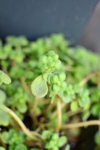 ＡＵＧＵＳＴ☀お盆休みは特にないので、お待ちしております～