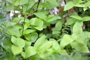 pejiteの植物たち