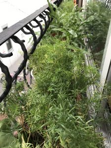 植物たちもスッキリ！！