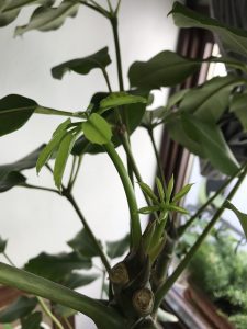 新芽が出てきたので🌱