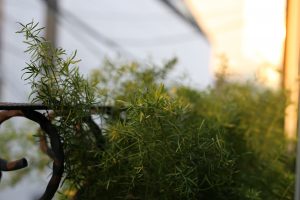 定休日のお知らせです。定休日が祝日でも定休日にします！