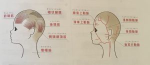 近頃お問い合わせが多いのですが、『ヘッドスパ』もやってます。
